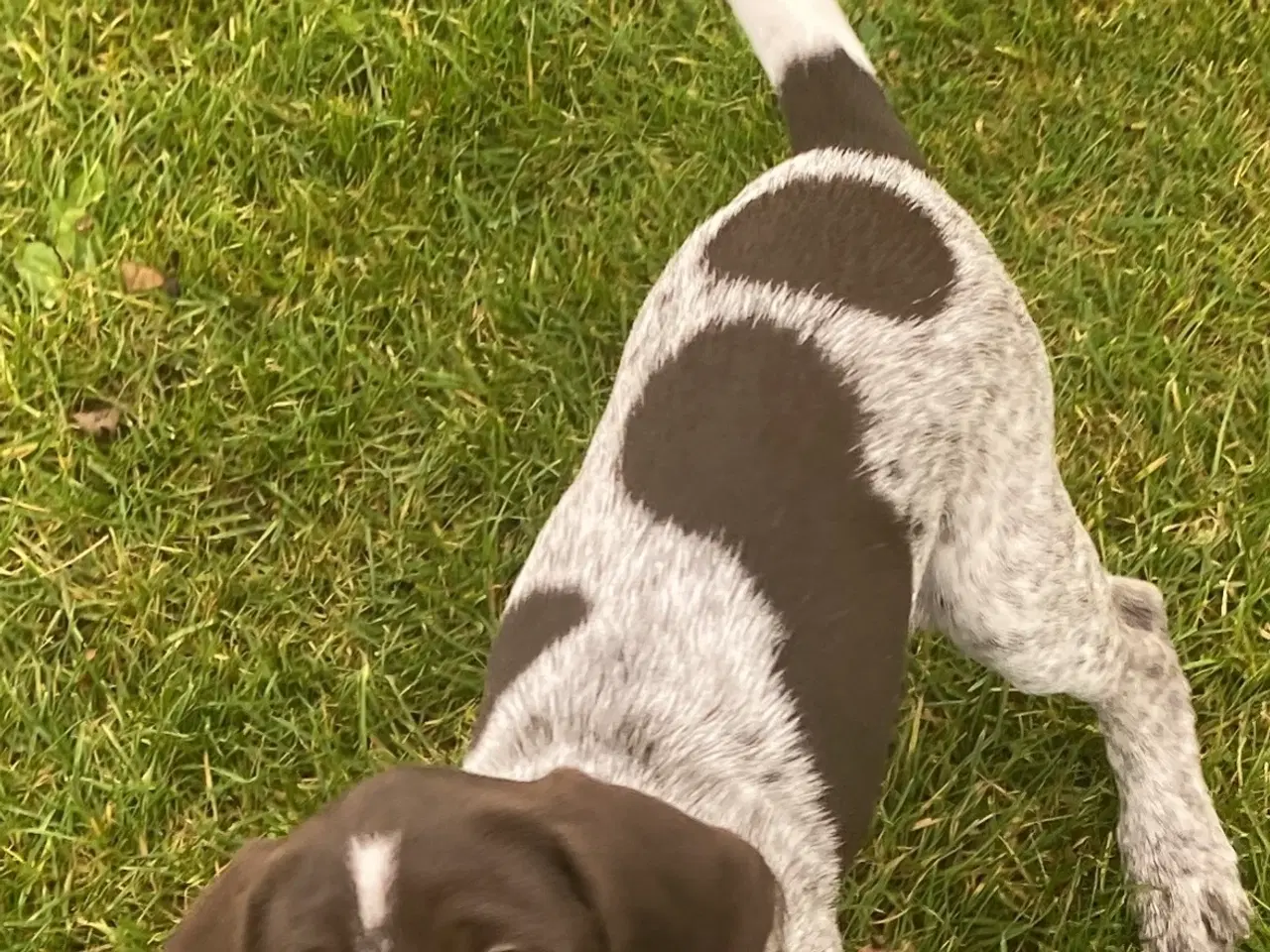 Billede 4 - Ruhåret hønsehund 
