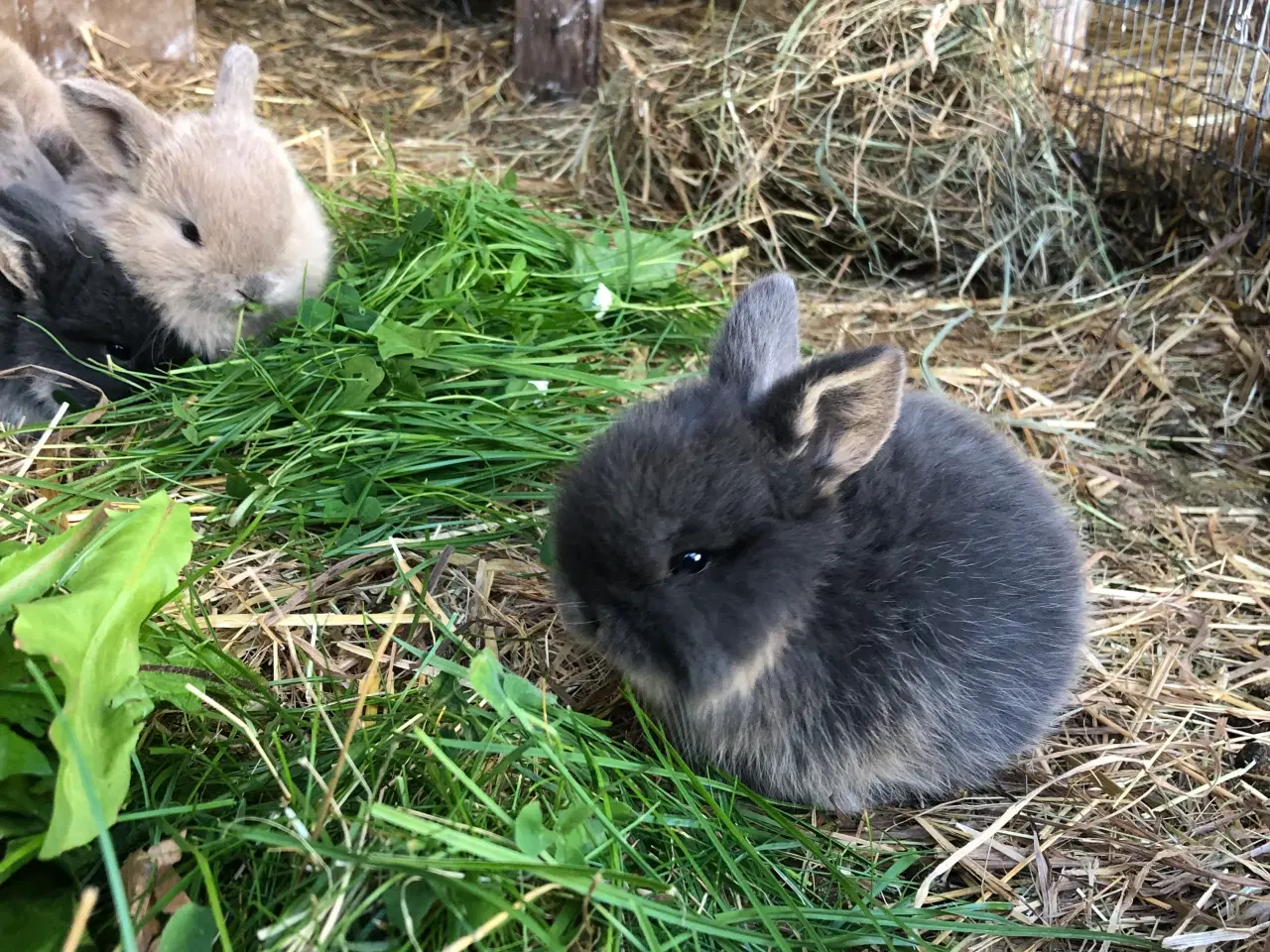 Billede 6 - Mini lop kaniner 