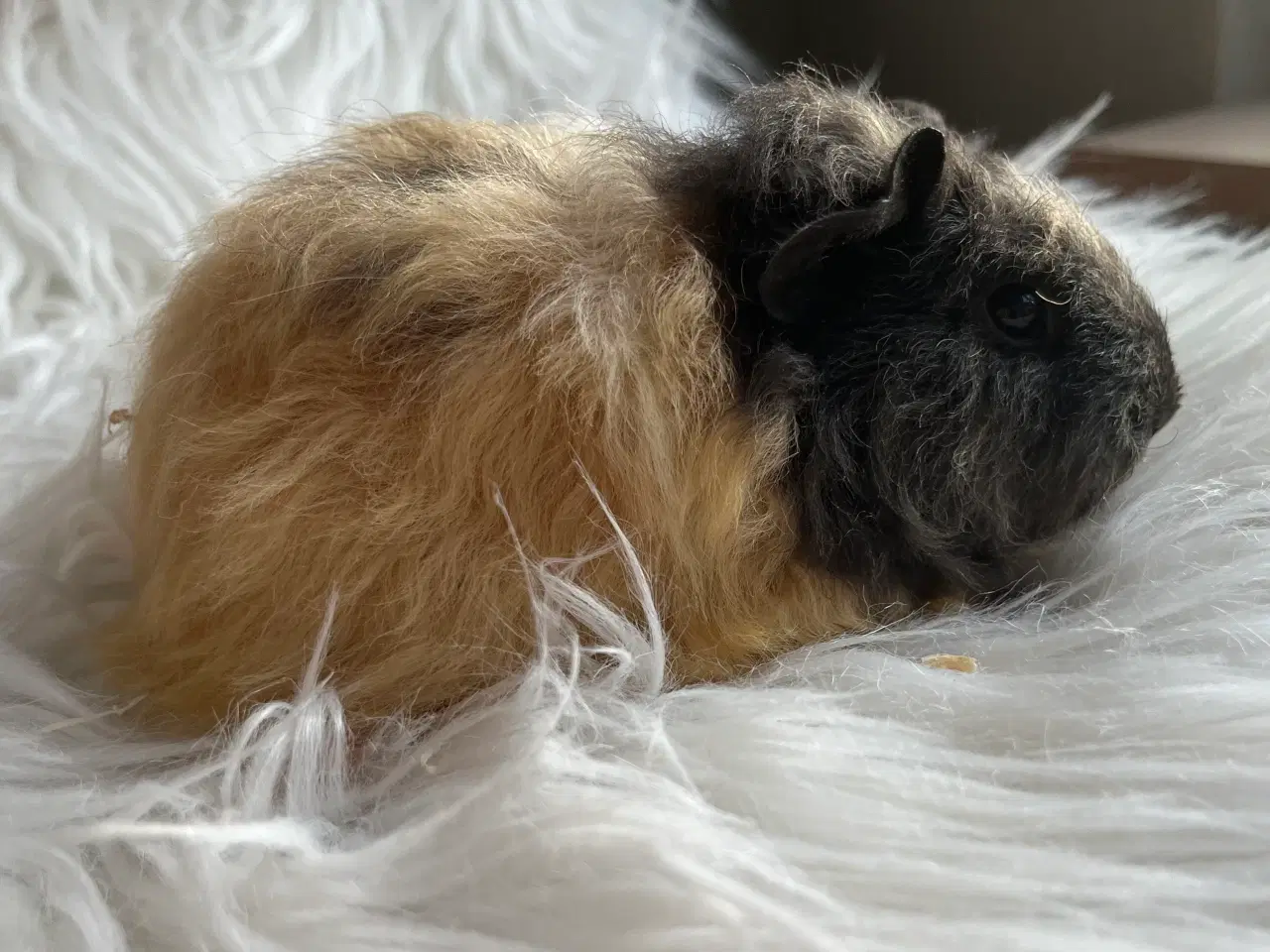 Billede 2 - Hun unge