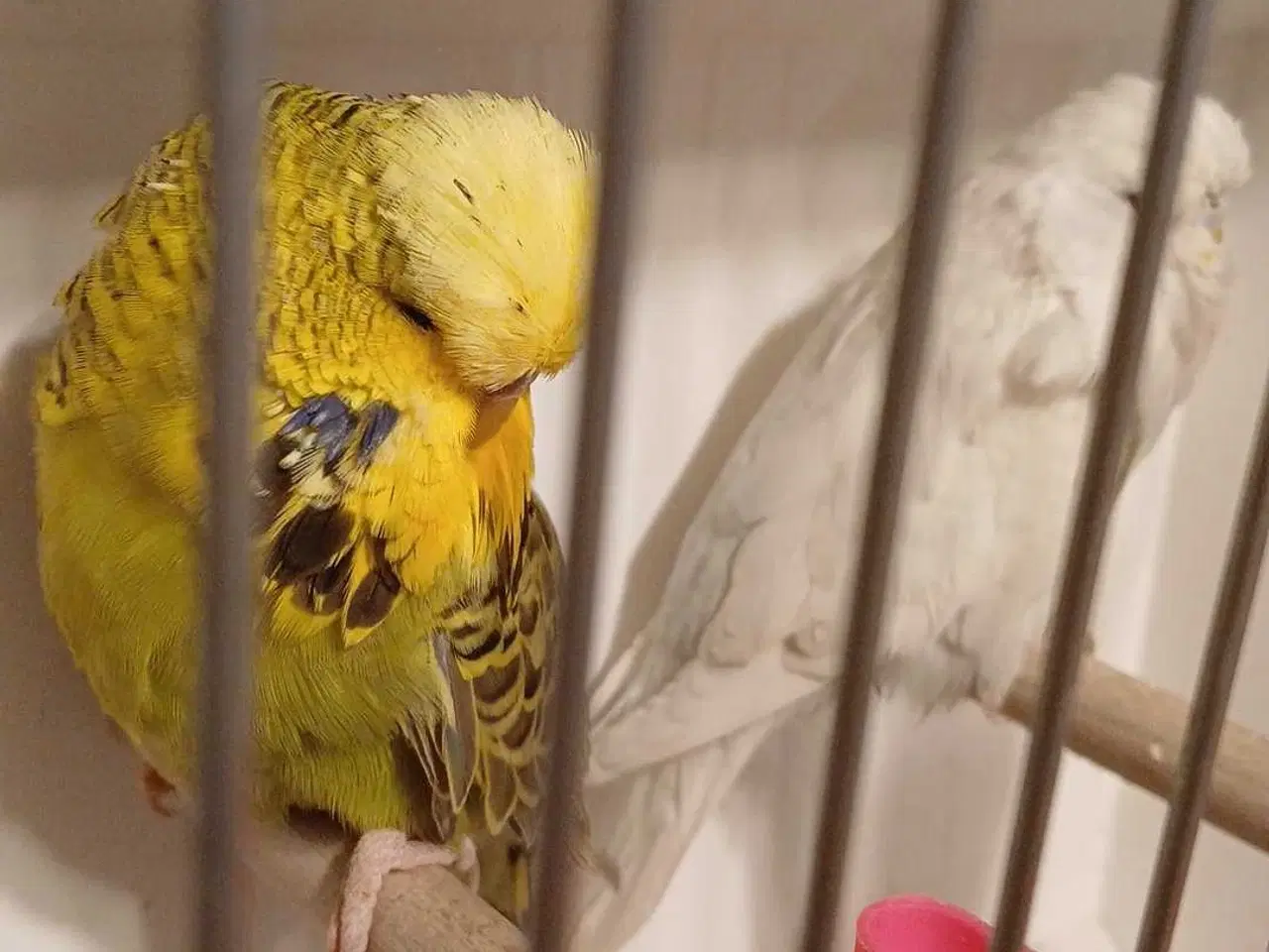 Billede 7 - Engelske undulater