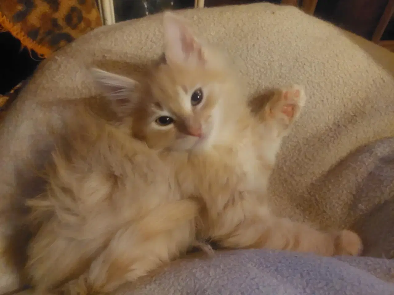 Billede 7 - Maincoon/Norsk skovkat