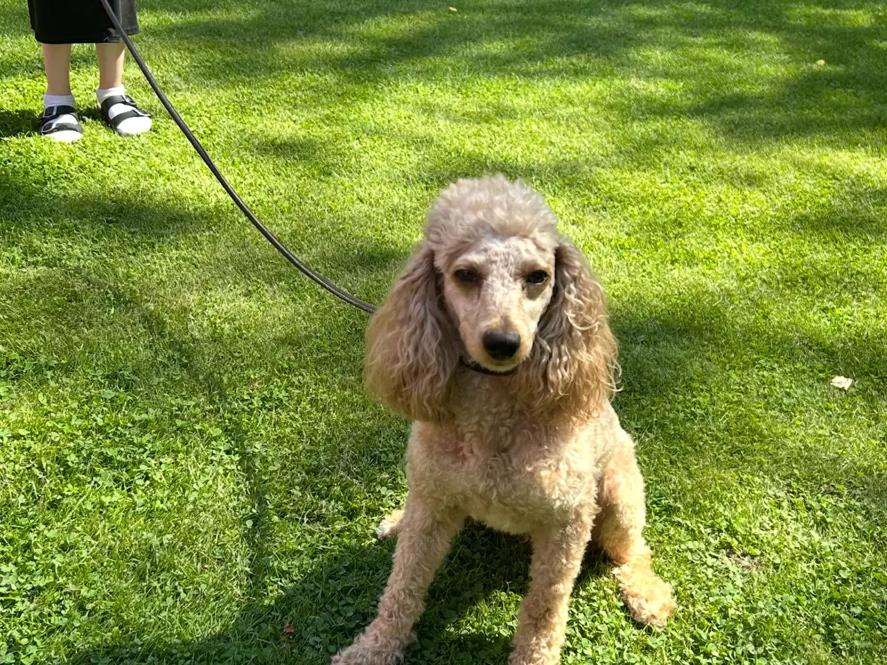 Billede 1 - Cavapoo med et twist af fransk bulldog 