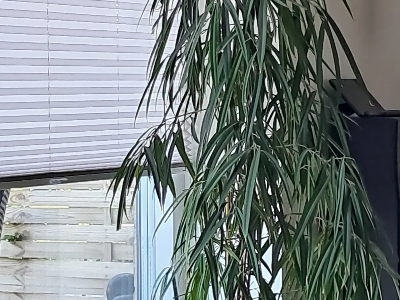 Billede 1 - Plante