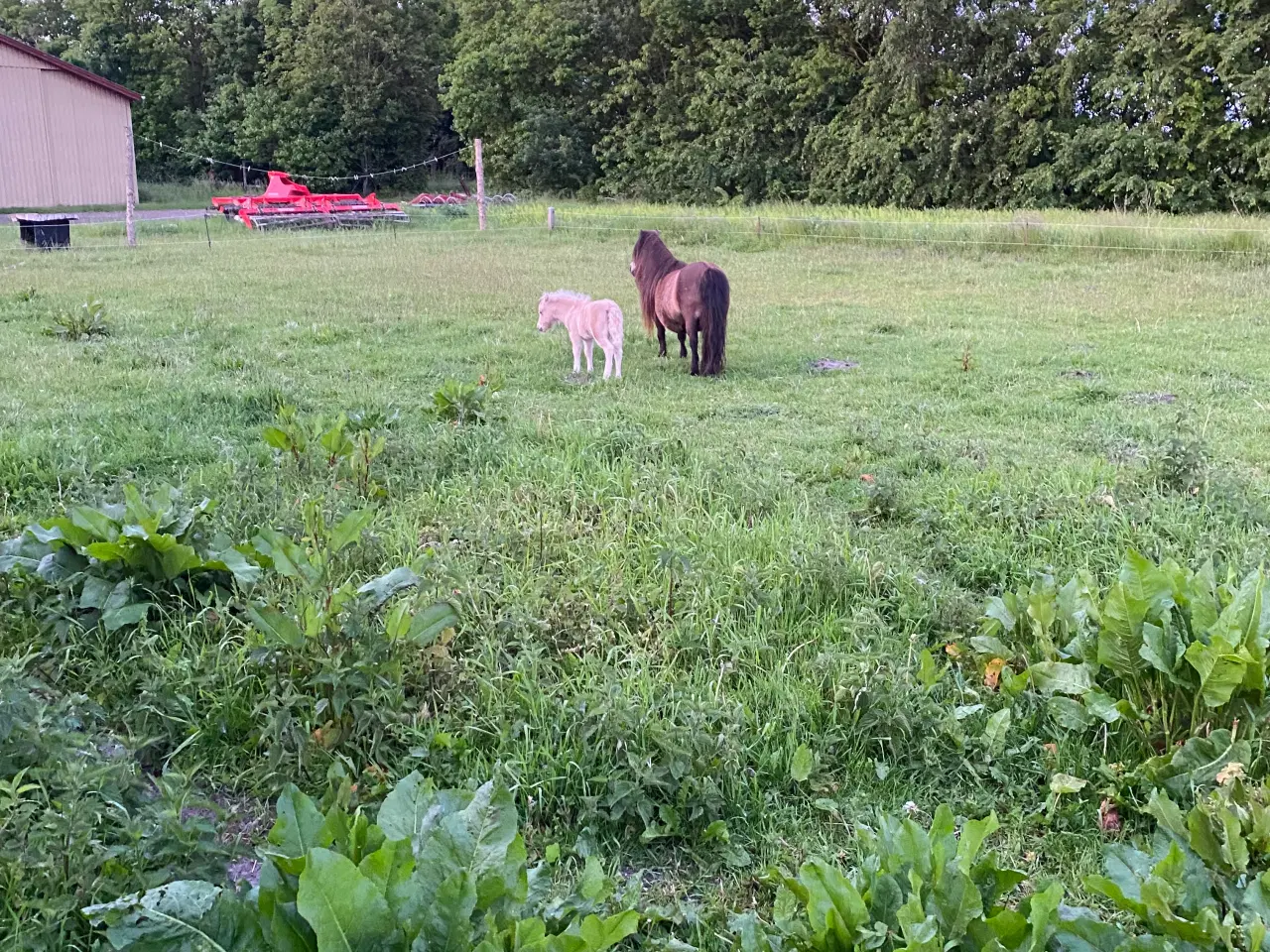 Billede 6 - Shetlænder avlshoppe med masser af hår.