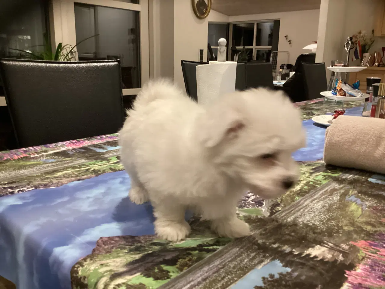 Billede 2 -  Bomuldshund hvalp 8 uger.