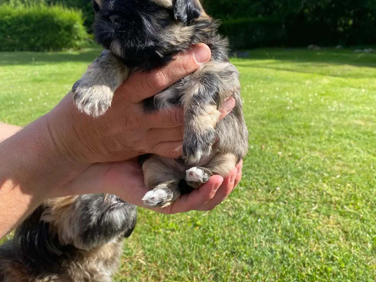 Billede 3 - Shih tzu hvalpe sælges