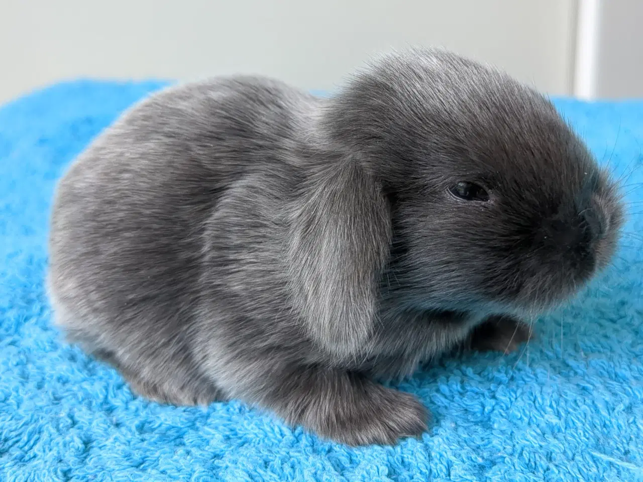Billede 15 - Minilop kaninunger sælges 