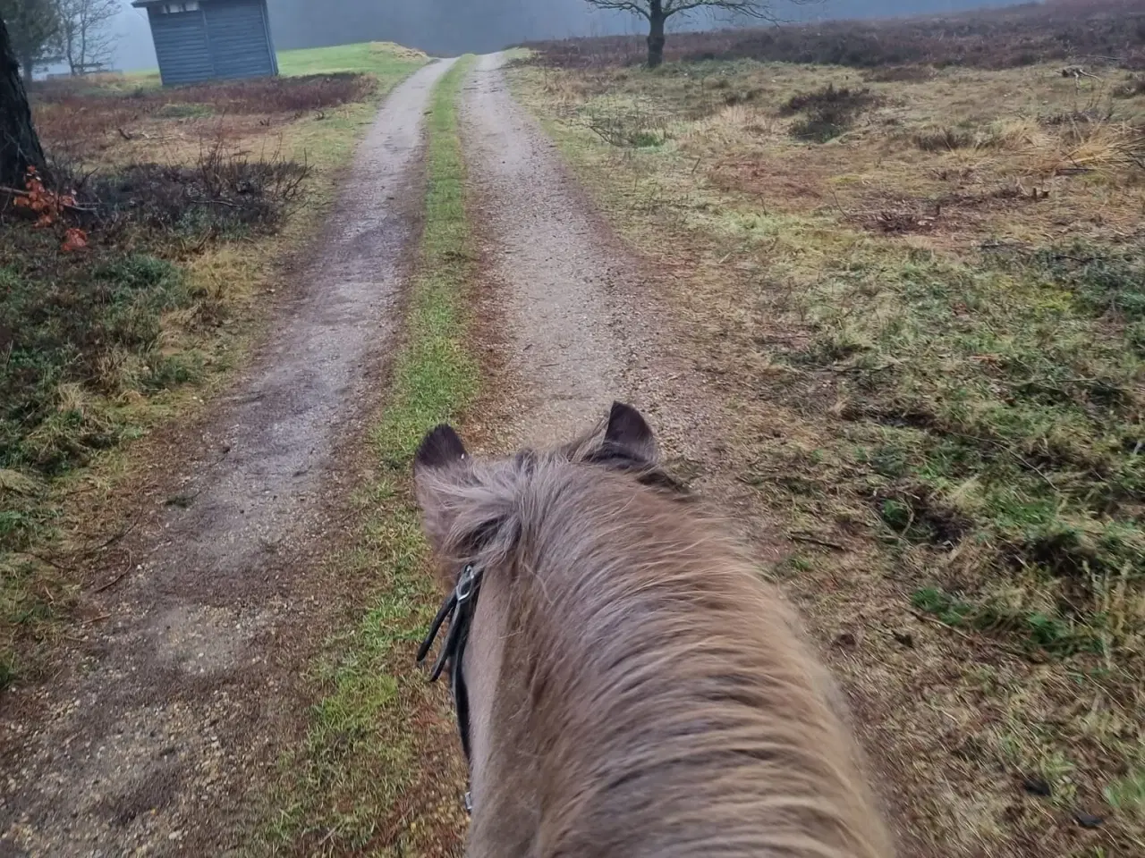 Billede 1 - Opstaldning med ridehus, ridebane og ovalbane 