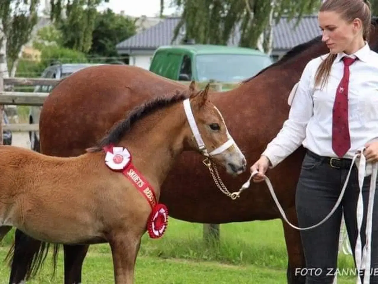 Billede 17 - Smuk Welsh Partbred pony. Født 19.05.23 