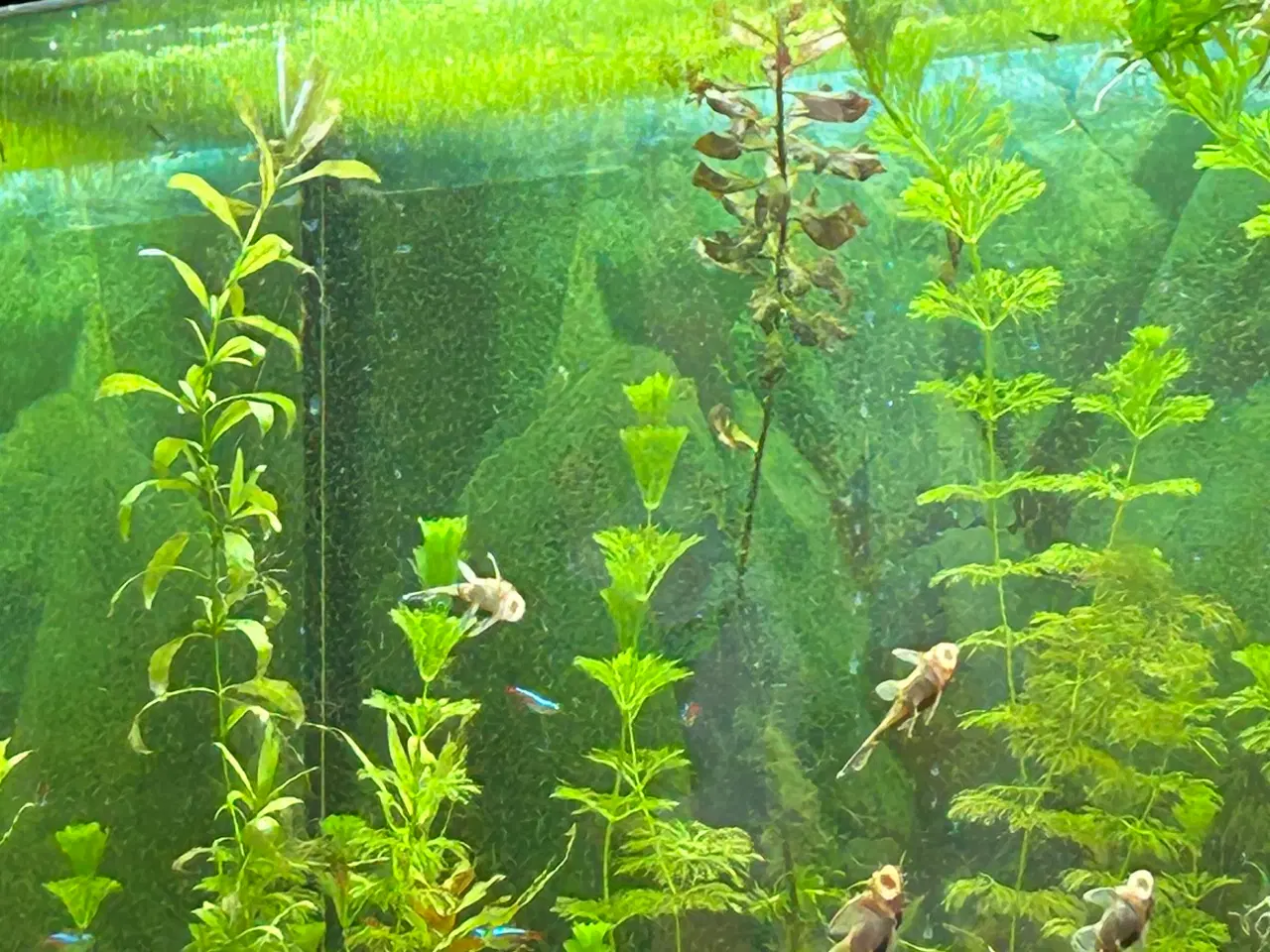 Billede 6 - 🌿 Levende akvarieplanter – 2 stk. GLS