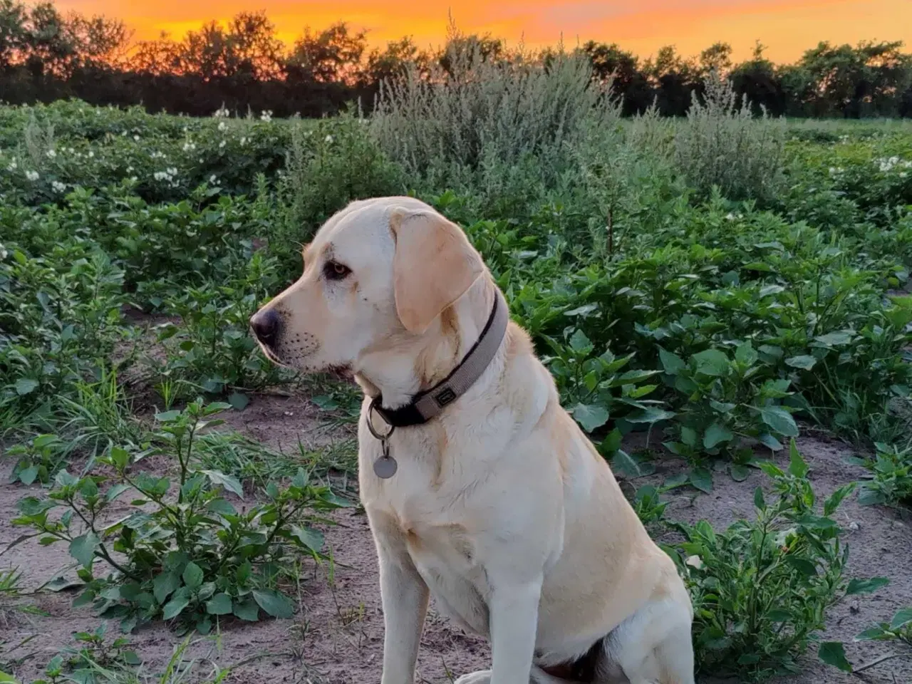 Billede 4 - Labrador hvalpe formel 1