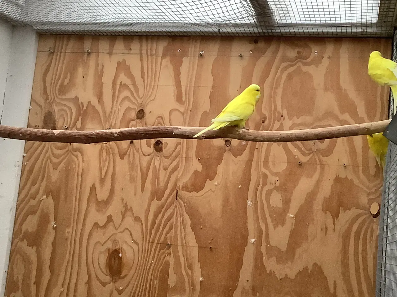 Billede 1 - 3,1 engelske undulater + 1 hvid med røde øjne