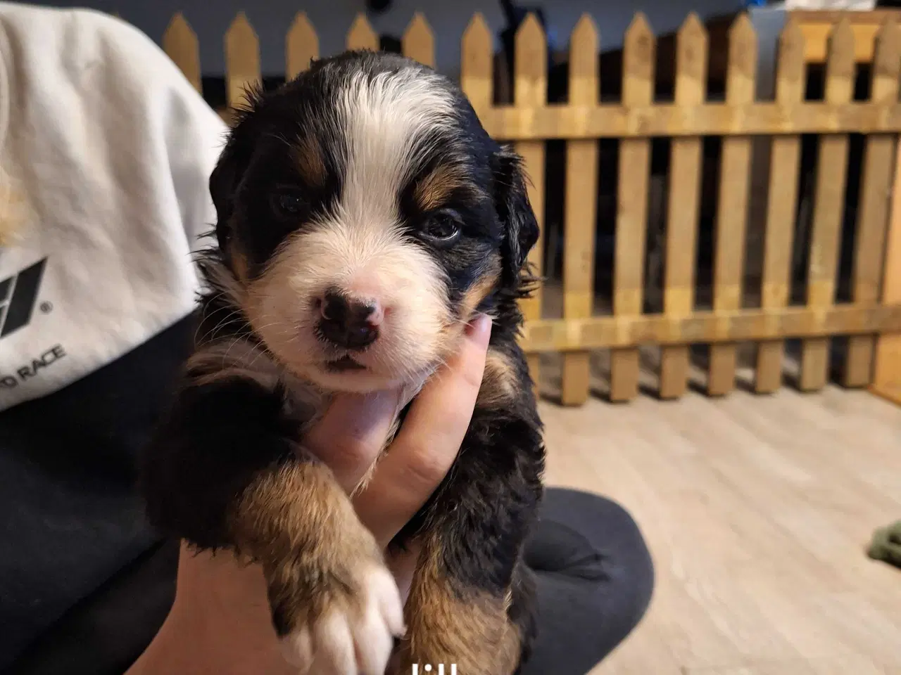 Billede 6 - Bernersenne hvalpe