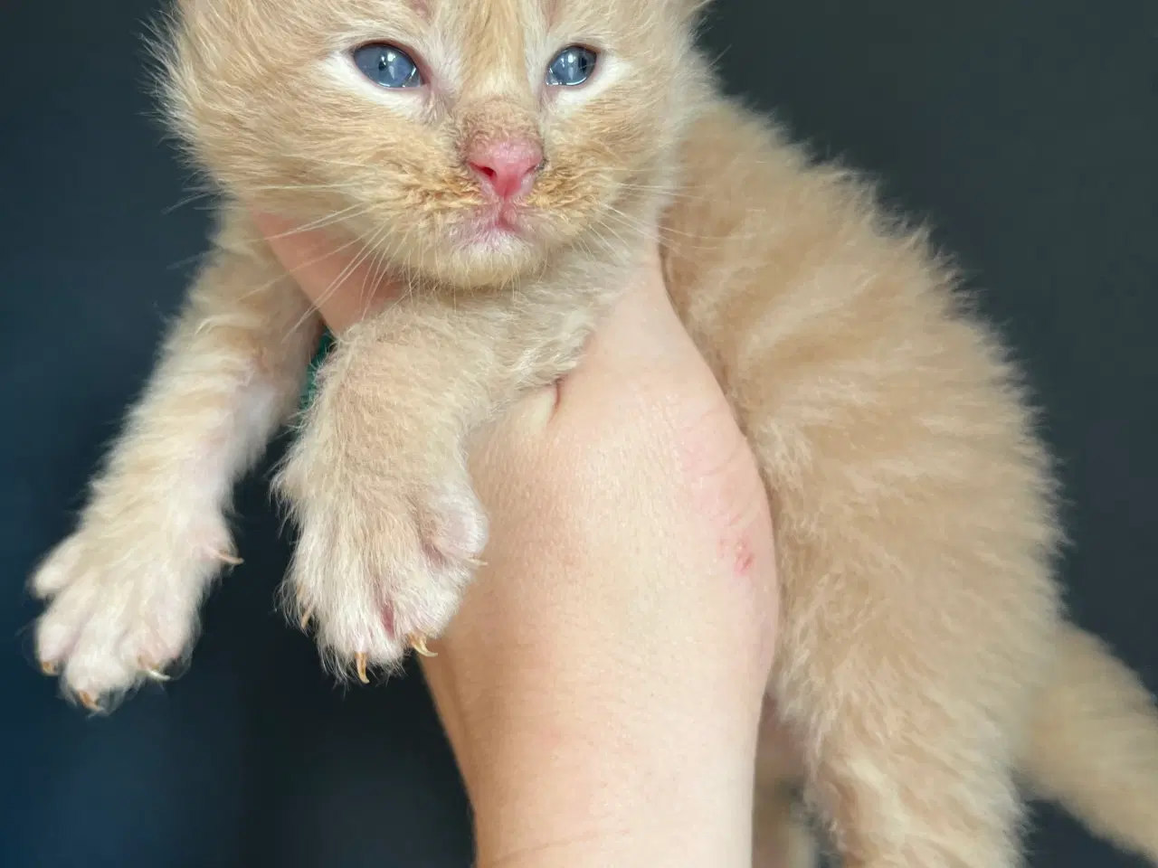 Billede 6 - Lækker basse Maine coon 