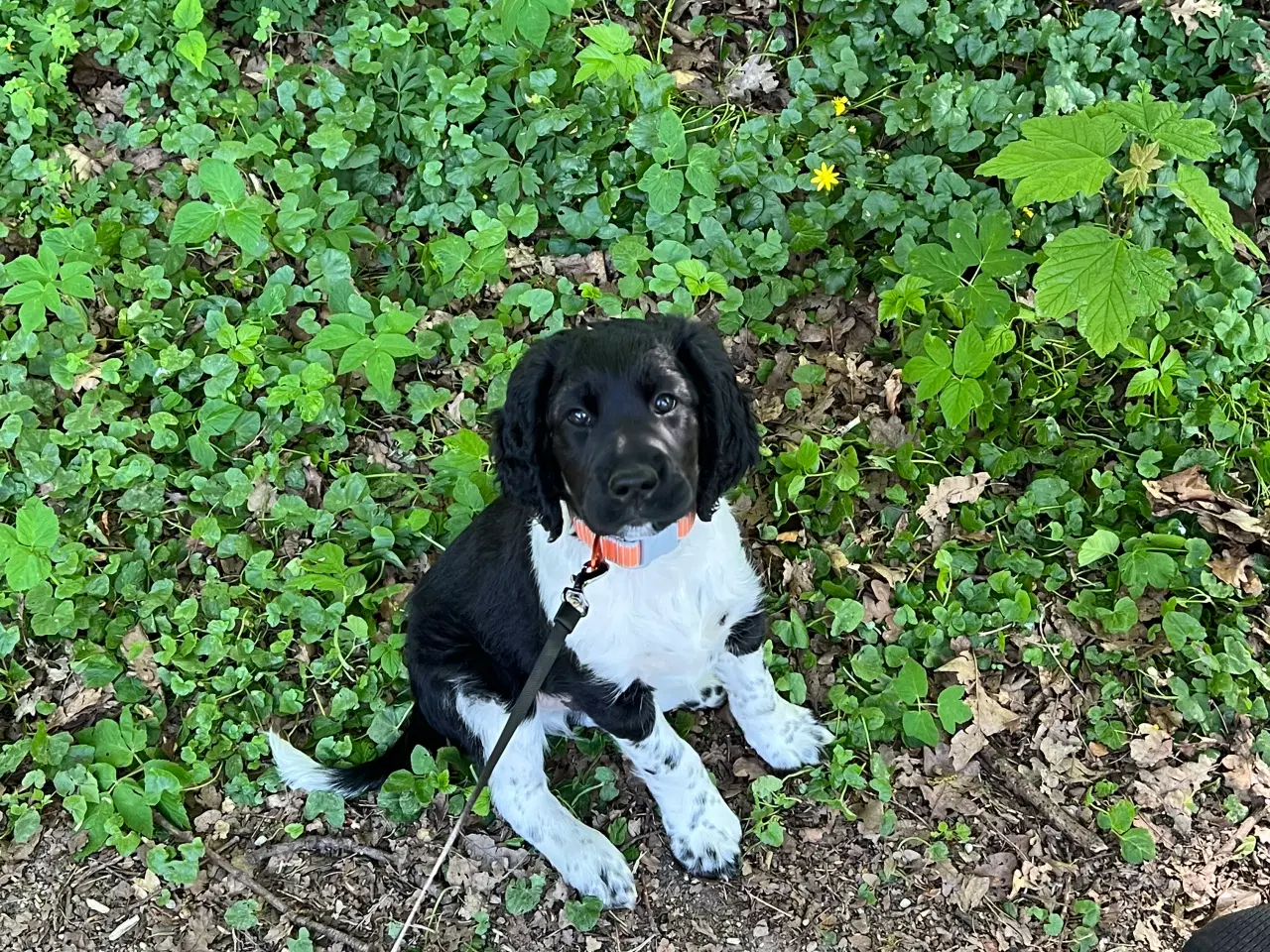 Billede 3 - Hund sælges