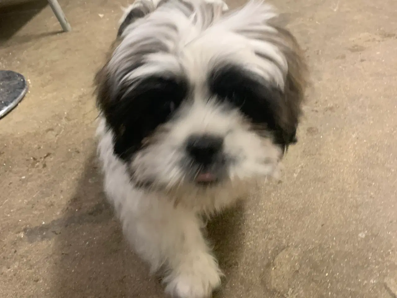 Billede 4 - Skønneste basse