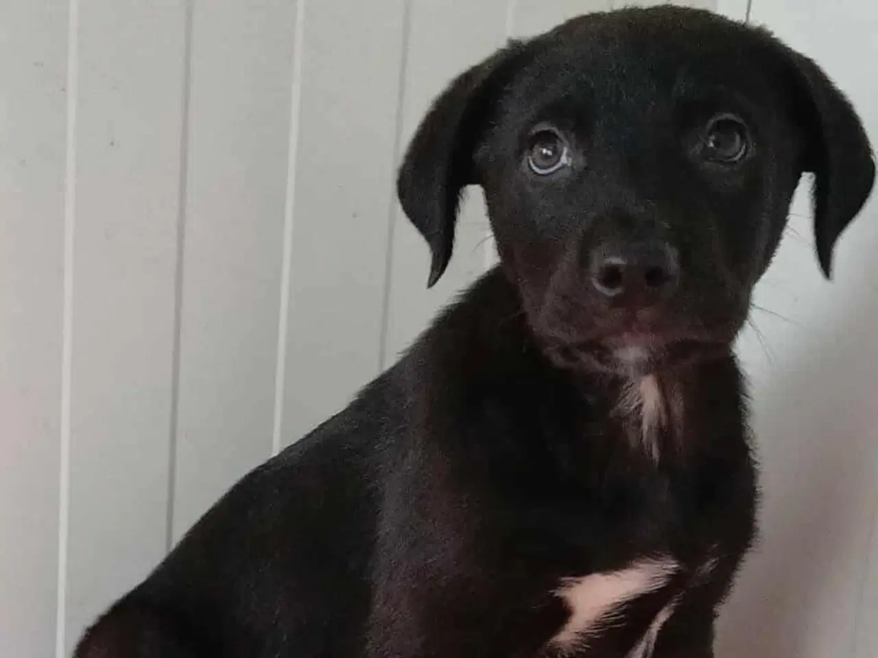 Billede 2 - Lille Axel søger familie