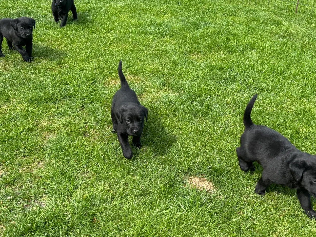 Billede 3 - Labrador F1 hvalpe, alle reserveret 