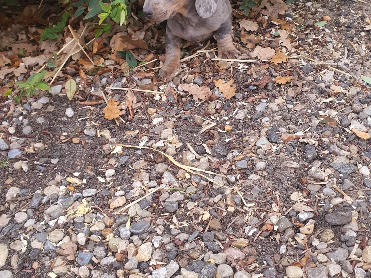 Billede 3 - Gravhunde hvalpe unik farver