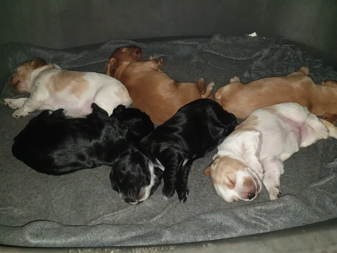 Billede 13 - engelsk cocker spaniel