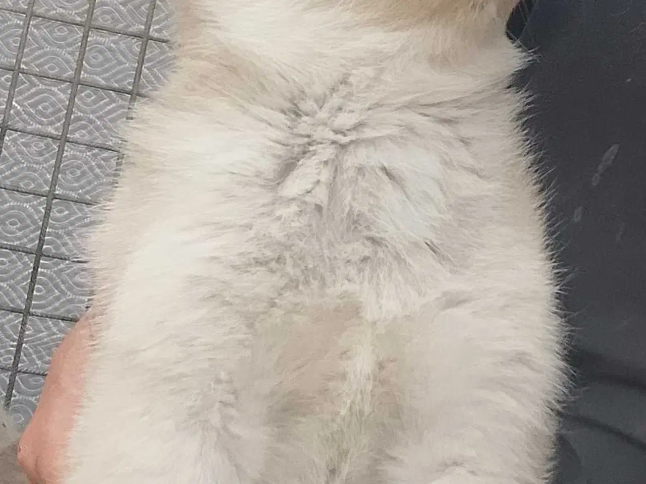 Billede 8 - Alaska Malamute Chow Chow tjekkiske ulvehund husky