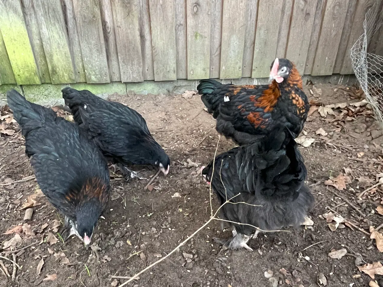 Billede 6 - Sort kopper Maran kyllinger 