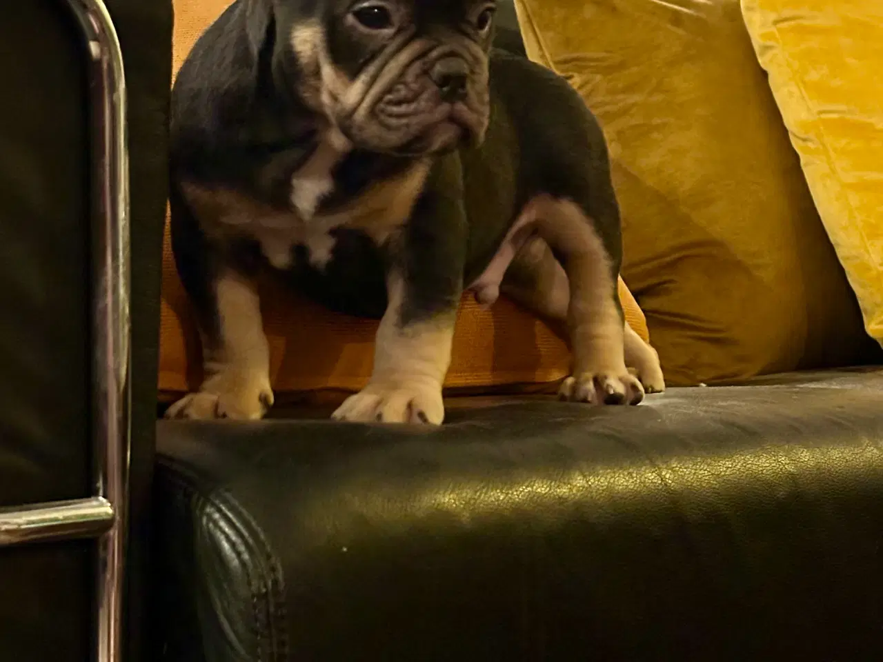 Billede 17 - New english bulldog