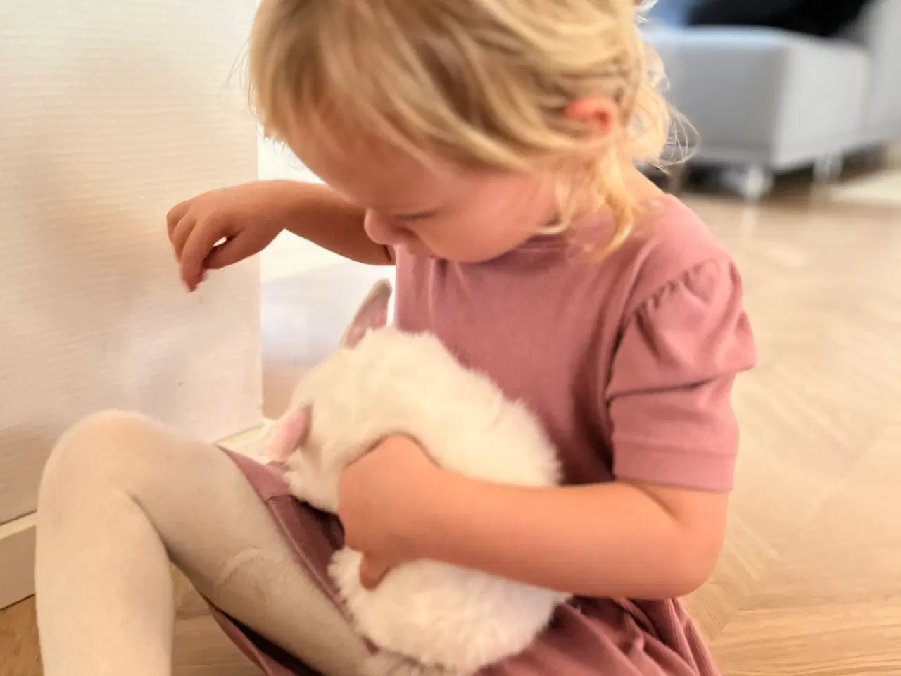 Billede 5 - Minilop kaninunger 9 uger 