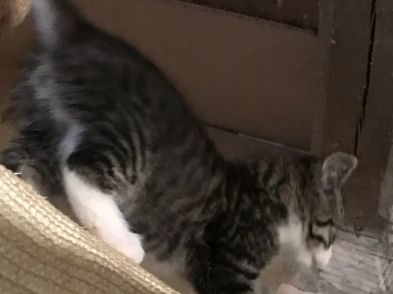 Billede 3 - Smuk norsk skov kat blanding ( pige )