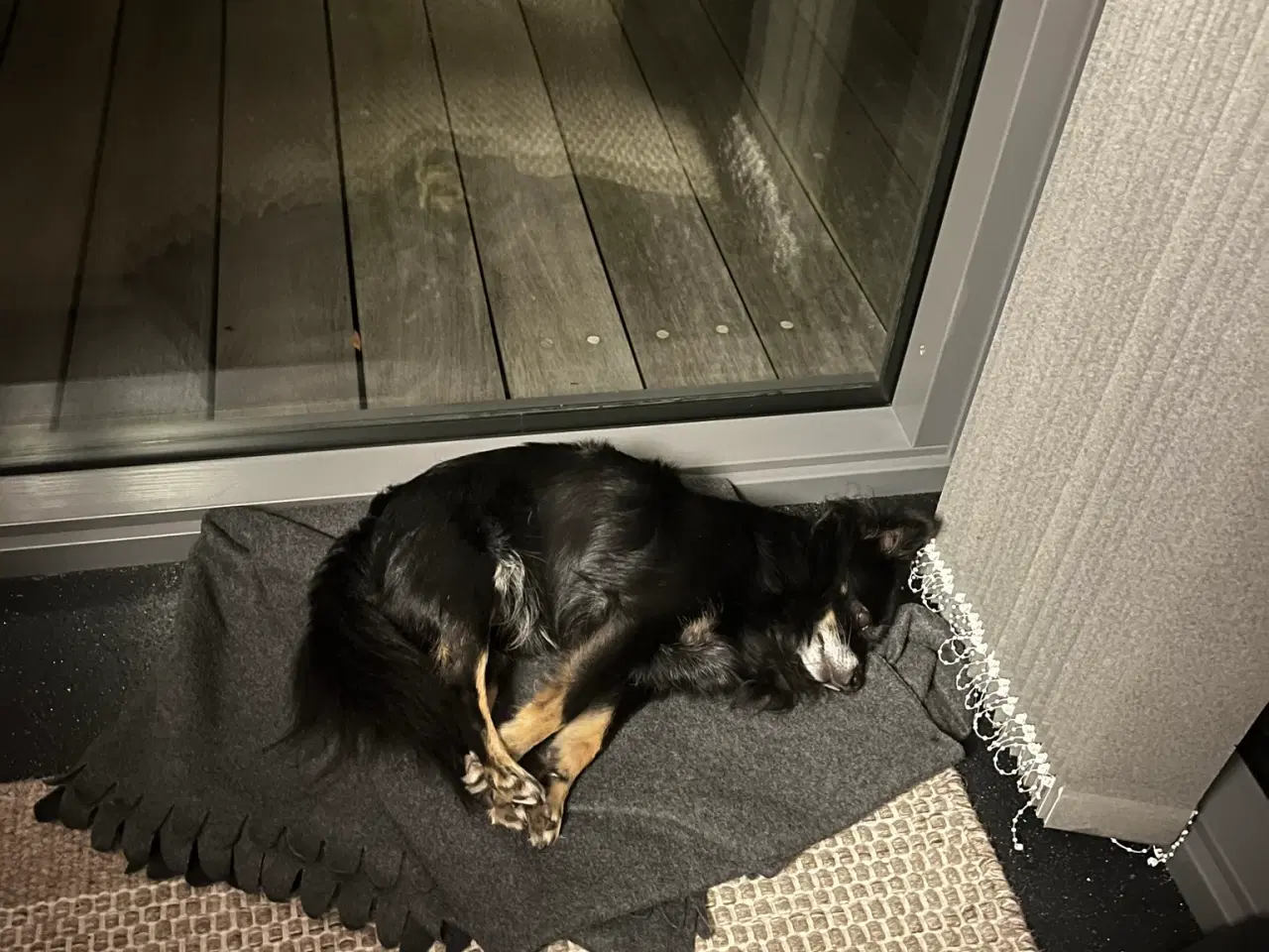 Billede 6 - Hund søger nyt hjem