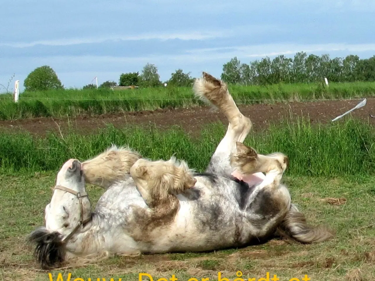 Billede 8 - Irish Cob hoppe 165cm