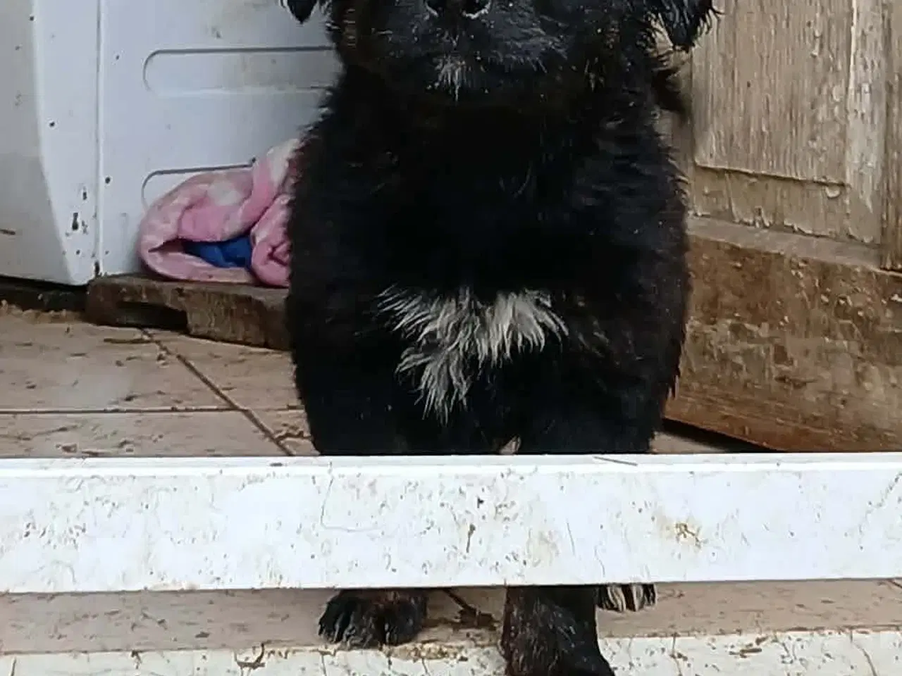 Billede 1 - Lille Billy leder efter sin egen familie 🩵