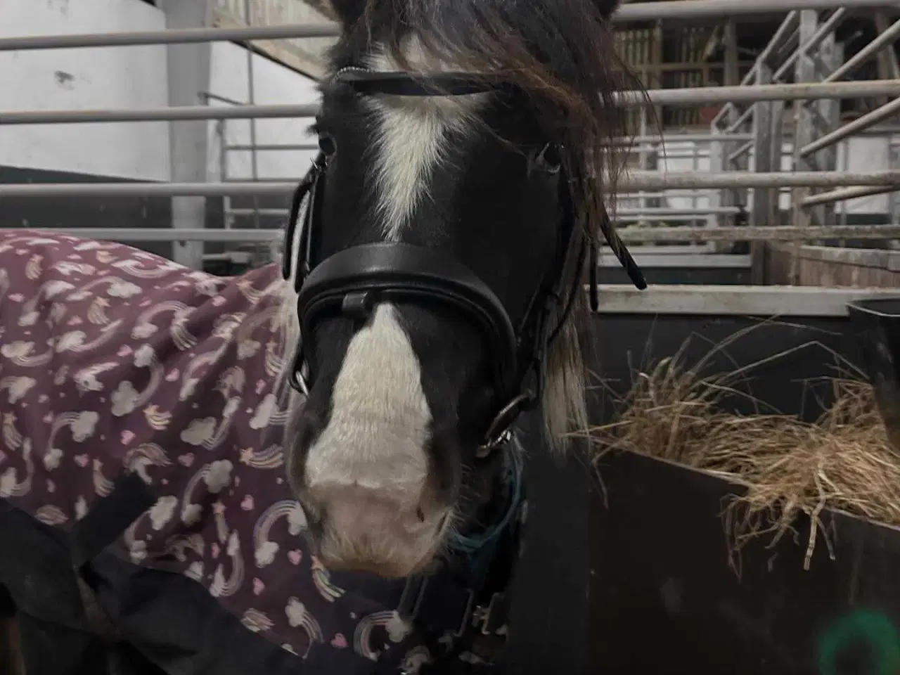 Billede 3 - OPLAGT BØRNEPONY ELLER RIDESKOLE EMNE!⭐⭐