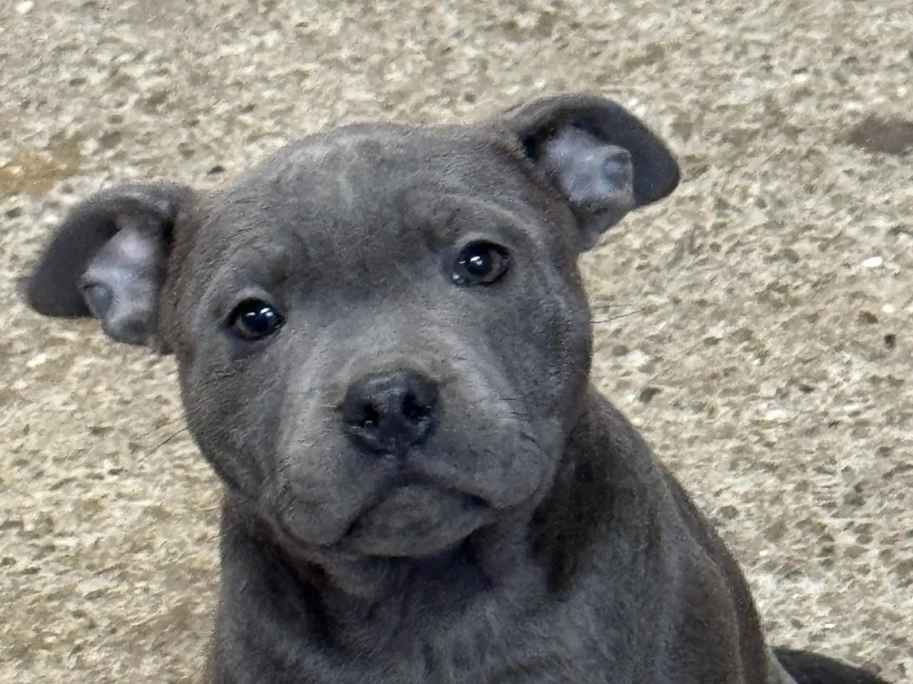 Billede 1 - 3/4 Staffordshire og 1/4 OEB