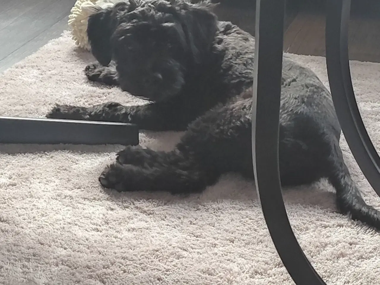 Billede 3 - Skønne Molly søger blivende hjem