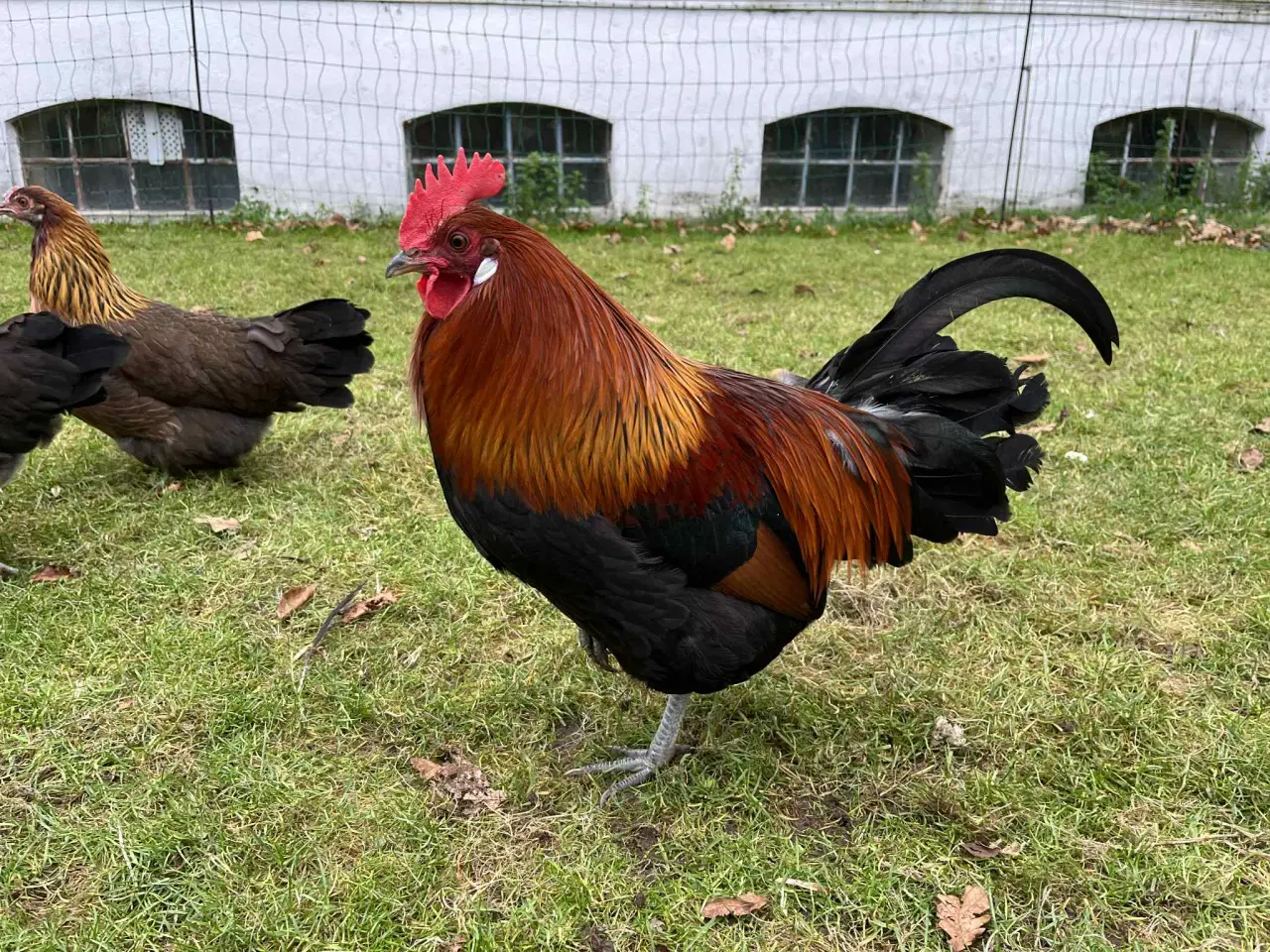 Billede 1 - Danske landhøns