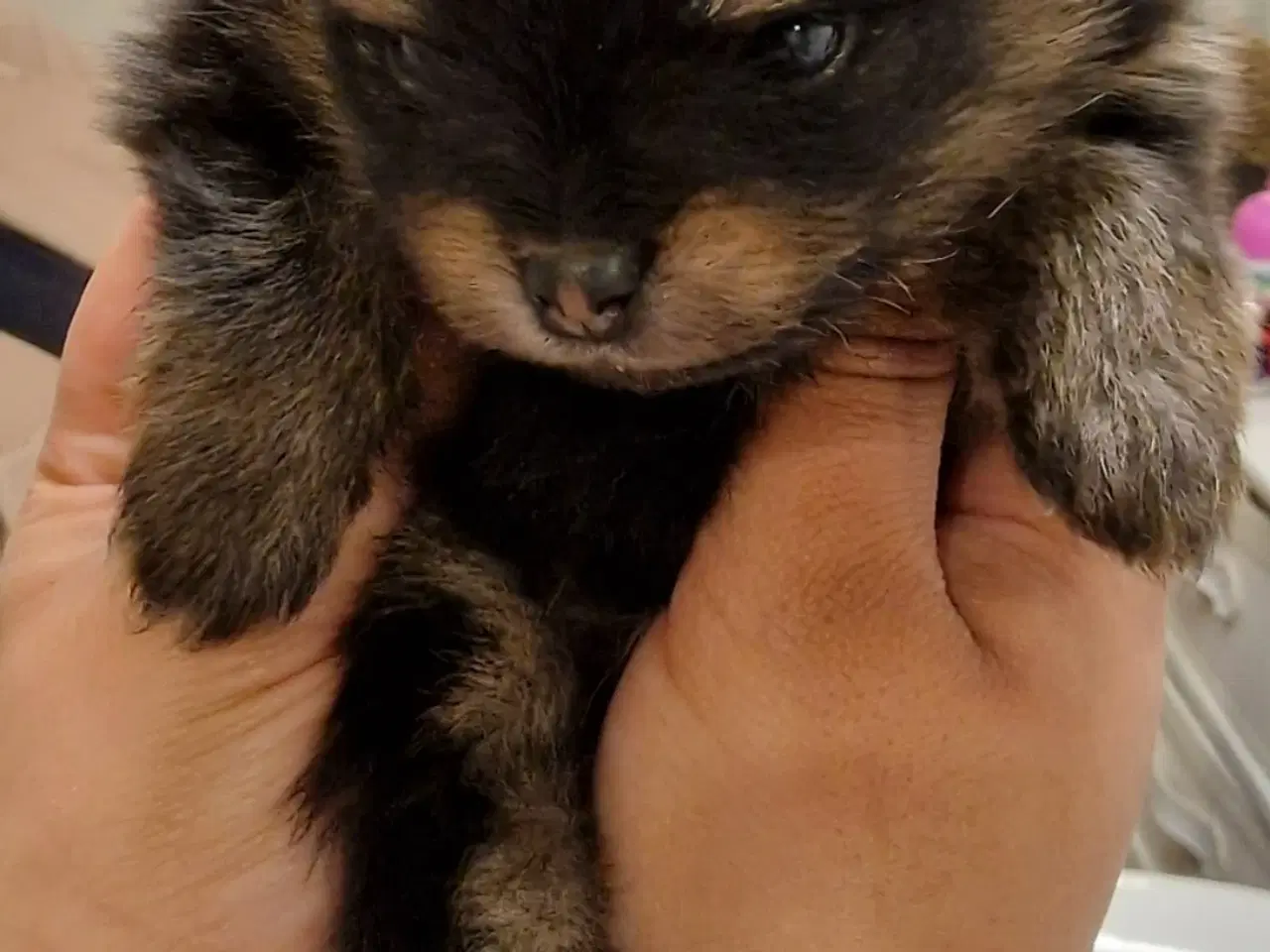 Billede 1 - Pomeranian  3 uger Black an tan 