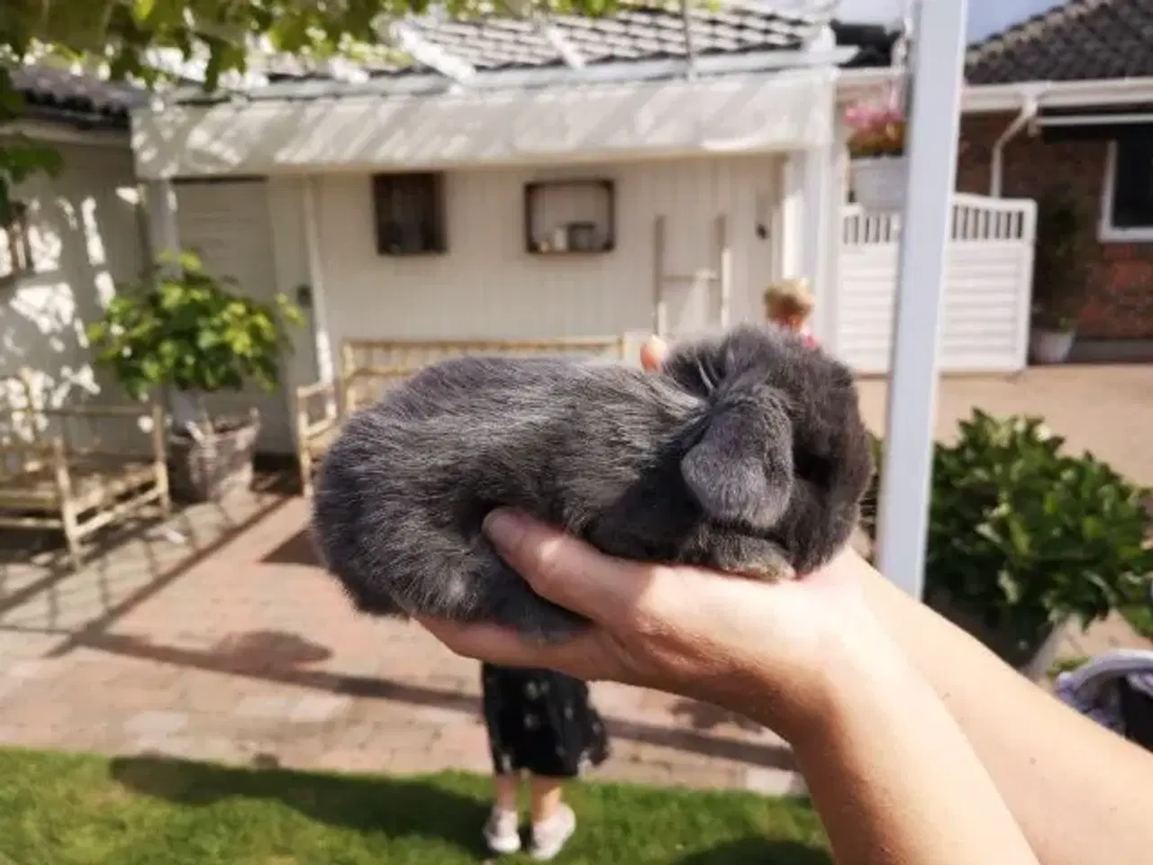 Billede 2 - Kaniner Mini lops 