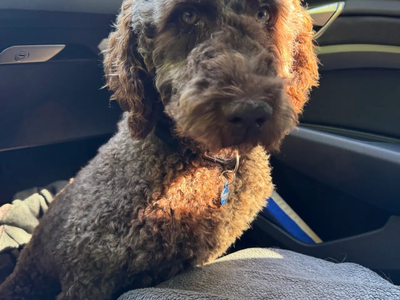 Billede 6 - Lagotto