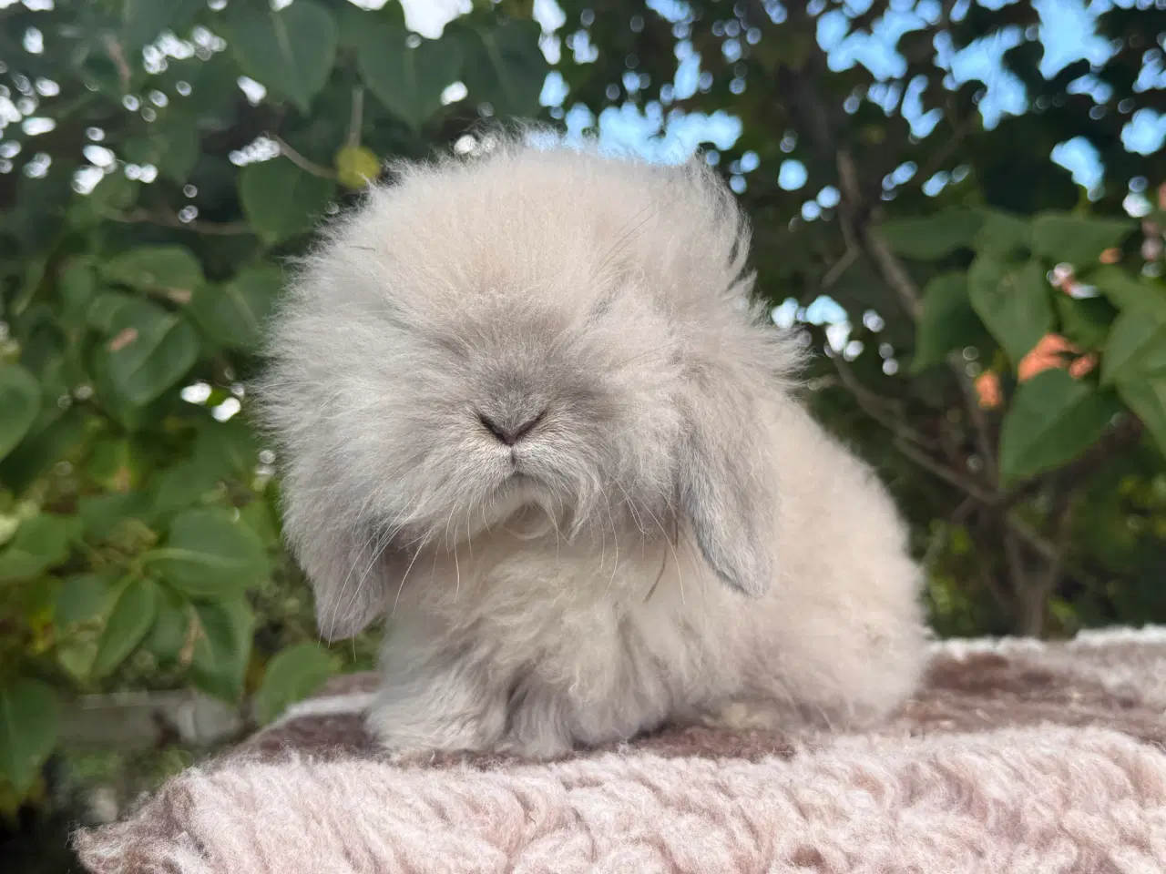 Billede 1 - Mini lion lop dreng
