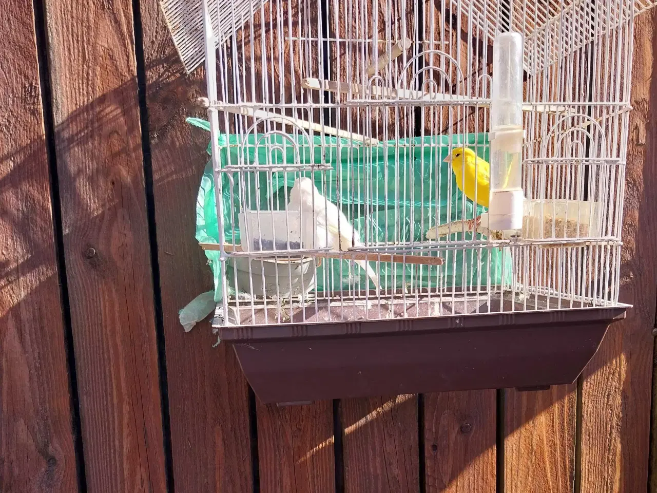 Billede 5 - 2 stk kanariefugle