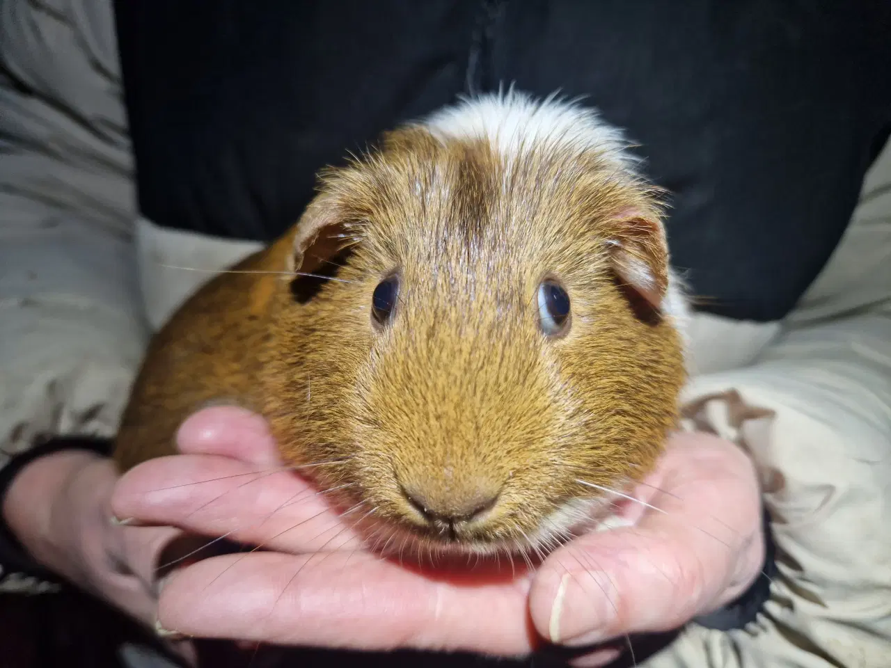 Billede 4 - 2 hun unger med aldersforskel 