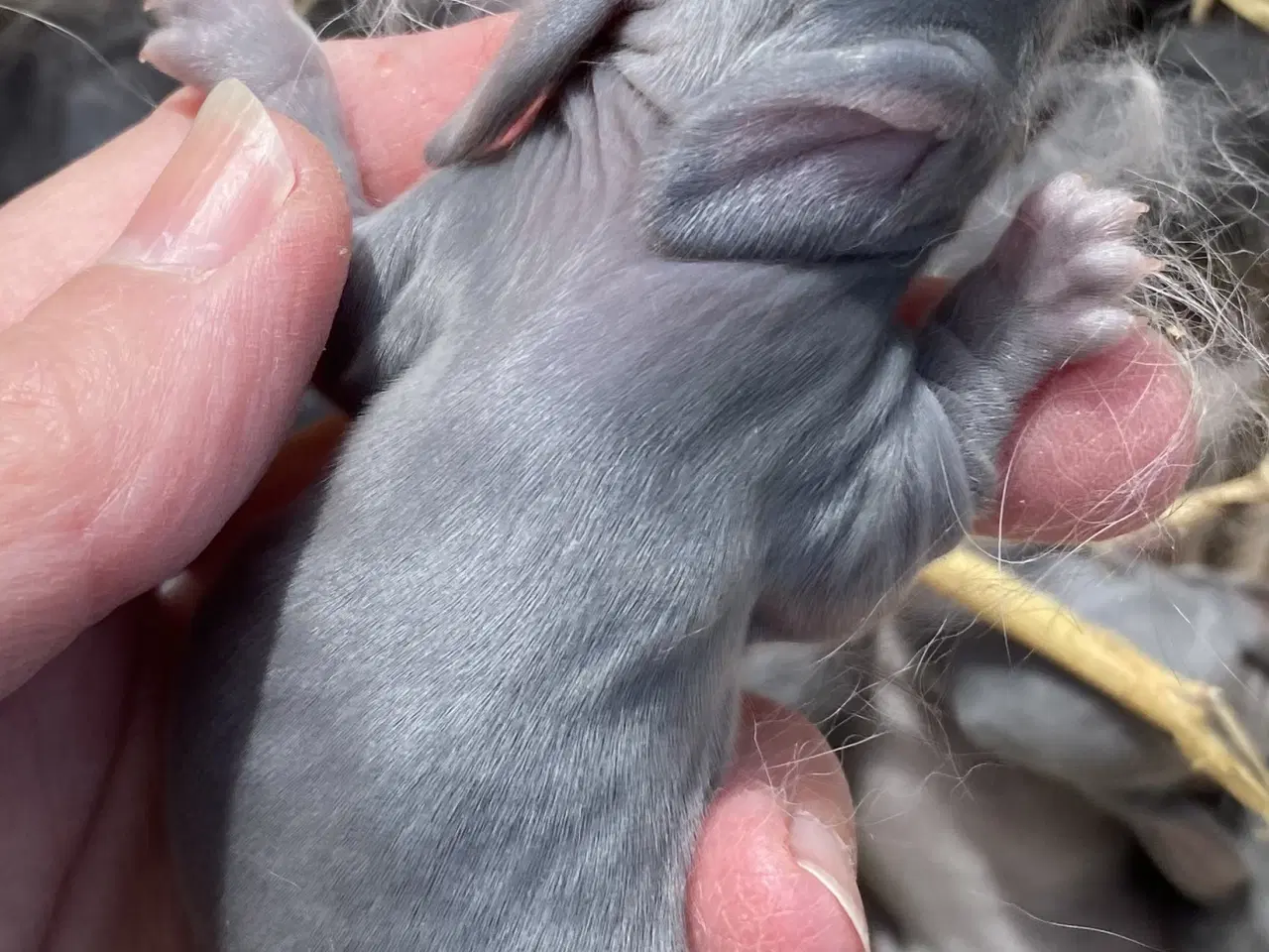 Billede 1 - FRANSK VÆDDER hAN VILDTBLÅ