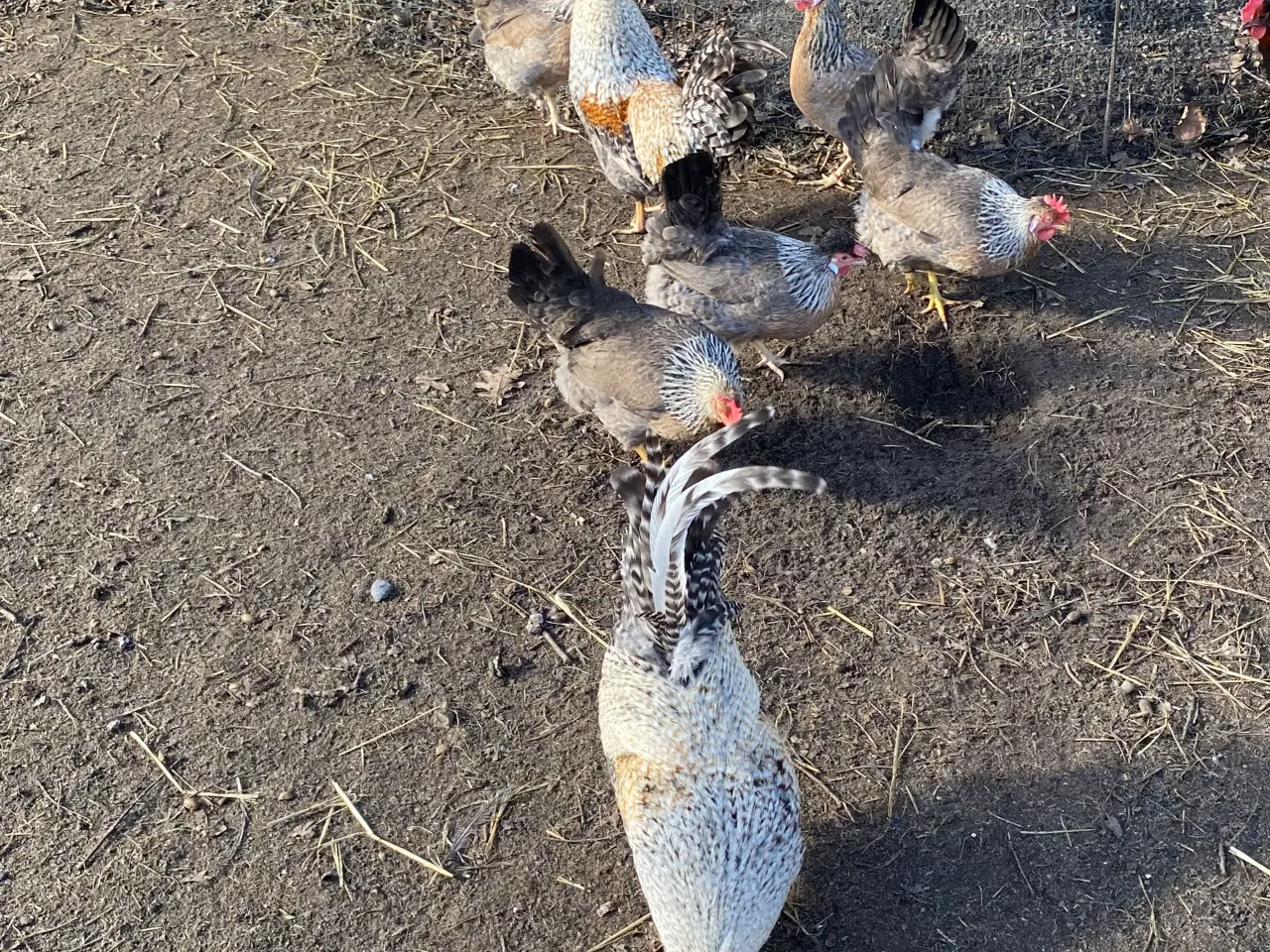 Billede 3 - Cream Lagbar rugeæg.