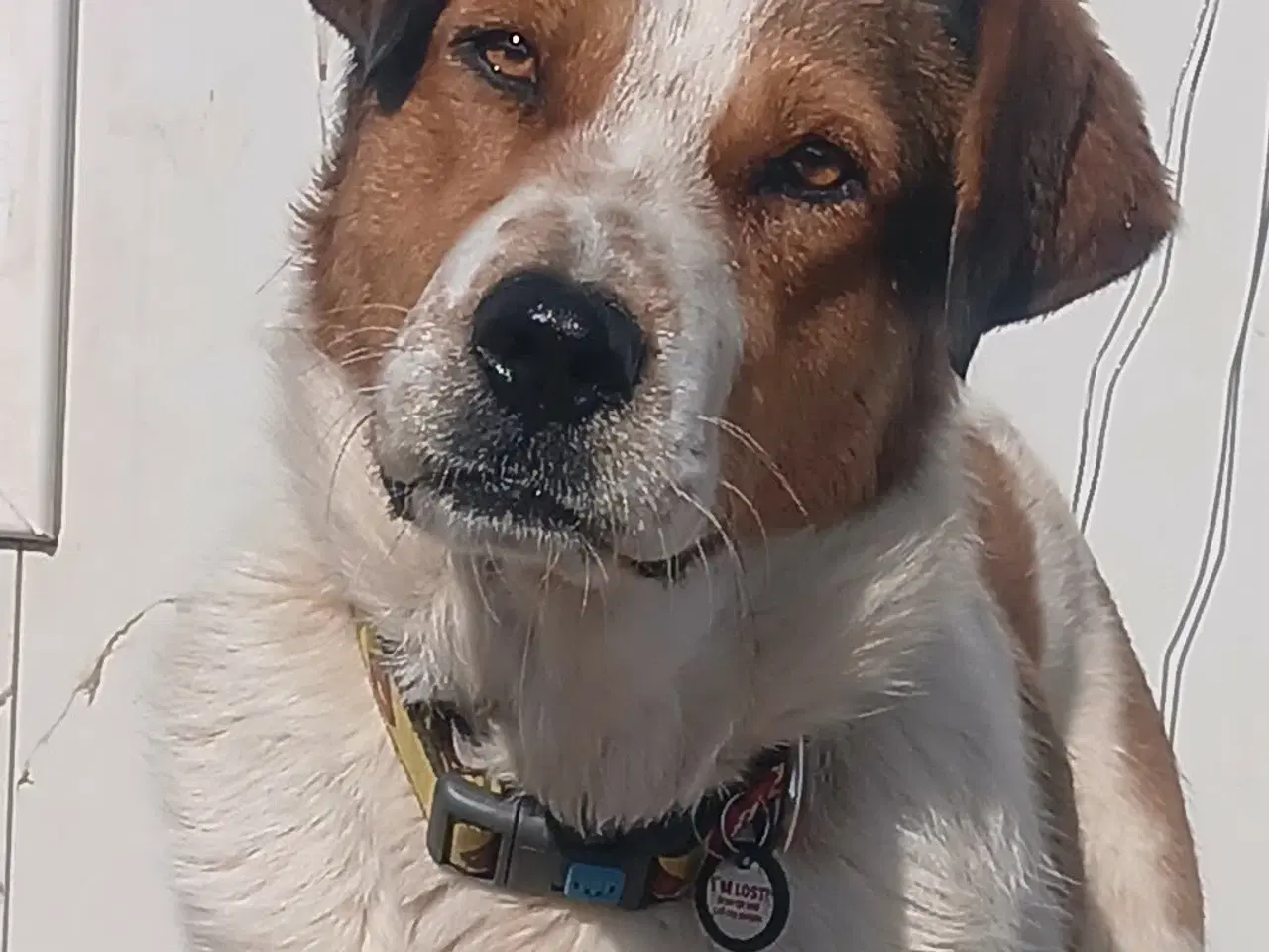 Billede 8 - Søde Carlotta søger sit eget menneske