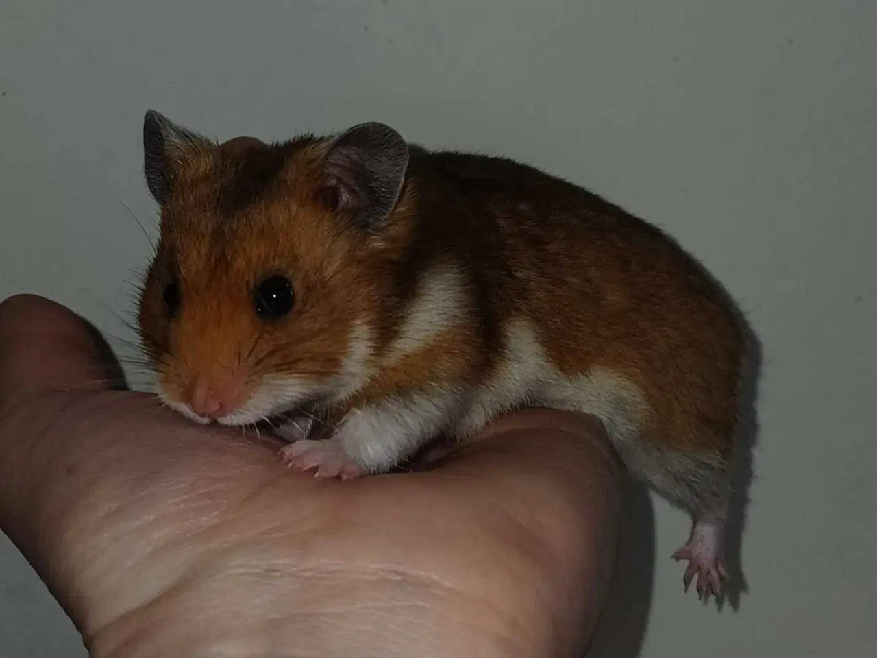 Billede 12 - Guldhamster unger