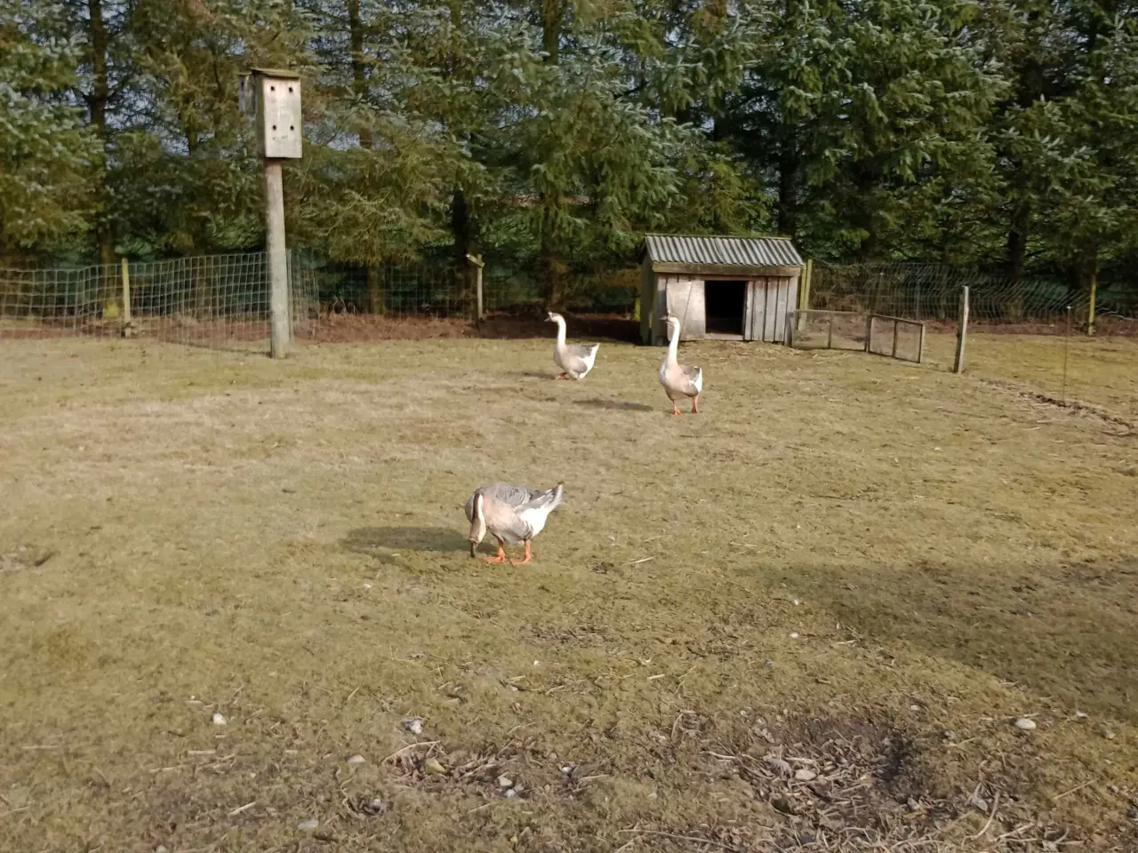 Billede 2 - Broget gæs