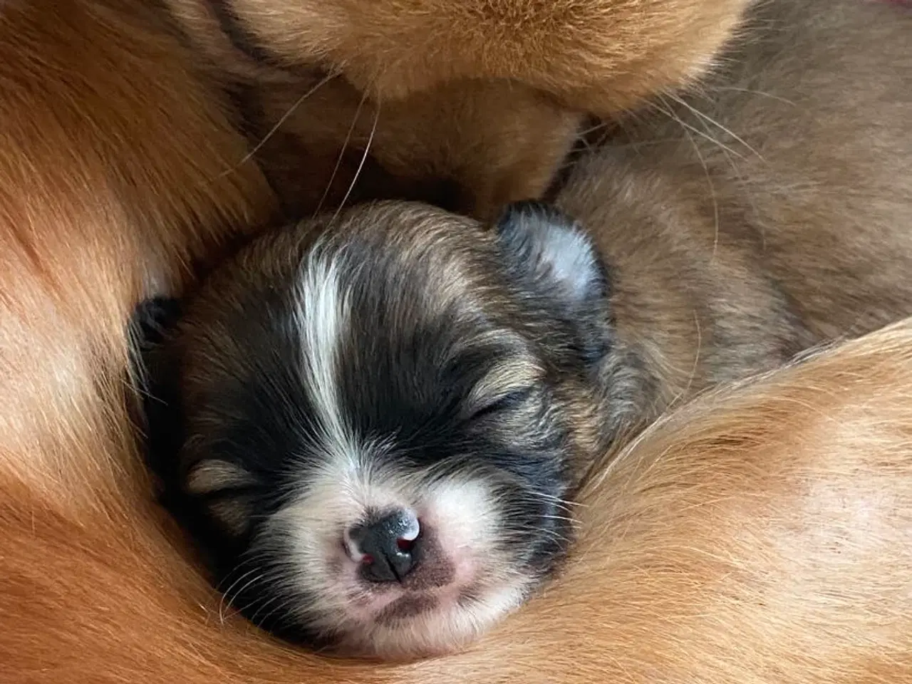 Billede 7 - Ung Hanhund