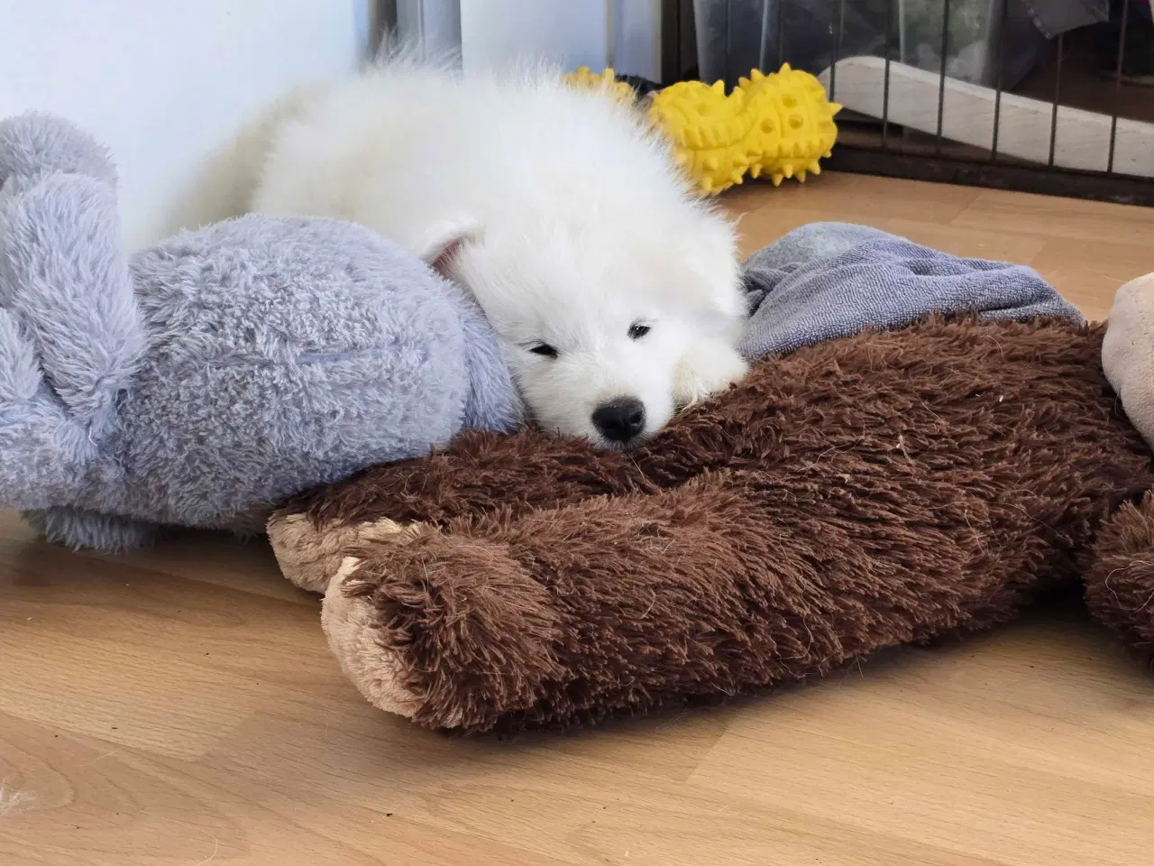 Billede 7 - Samojede hvalpe
