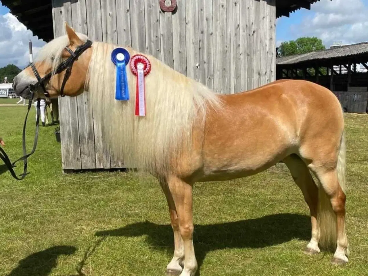 Billede 3 - Haflinger hoppe til avl eller hygge 